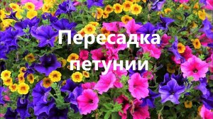 Пересадка петунии