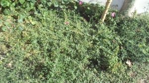 ЛУЧШЕ виаГРЫ  якорцы стелющиеся (безопасней).