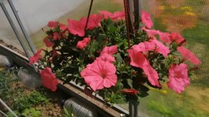 Петуния в подвесных кашпо цветет