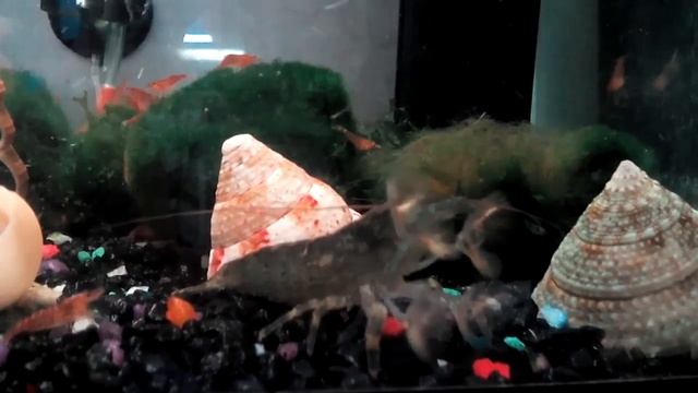 креветка фильтр смотреть онлайн