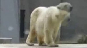 медведь танцует