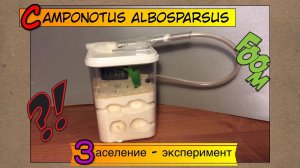 Camponotus albosparsus // Заселение - эксперимент