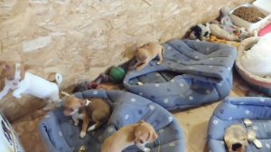 Щенки породы ЧИХУАХУА вес в 2,5 - 3 - 4,5 месяца / ВЕС чихуа маленький - размер БОЛЬШОЙ и НАОБОРОТ