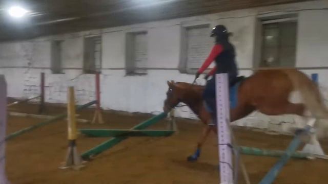 конкурная тренировка 14.11 #лошади #equestrian #horse  #верховаяезда #конныйспорт #конкур