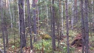 Как не заблудиться в лесу