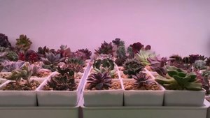 Лучшая подсветка для растений дома. Лампы для суккулентов.