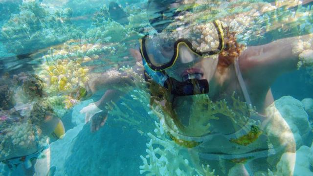 Красное море, Red Sea coral reef смотреть онлайн