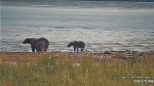 У медвежат обед# Katmai National Park, Alaska 2023