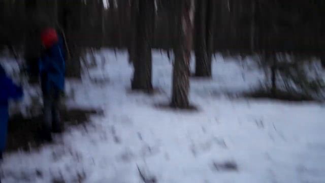 Елки и козы. Зимние рацион у коз. смотреть онлайн