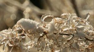 ЛИСТАЕТ НОЧИ ЖИЗНЬ, ЛИСТАЕТ ВЕТЕР ЛИСТЬЯ