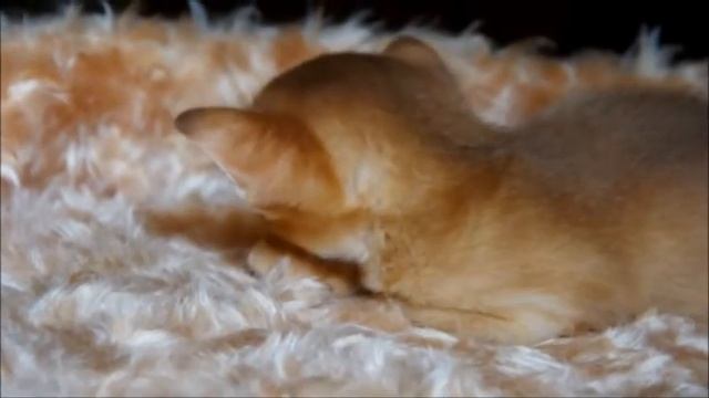 Abyssinian sorrel girl смотреть онлайн