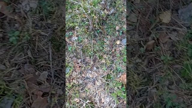 Белые грибы Неожиданная находка смотреть онлайн