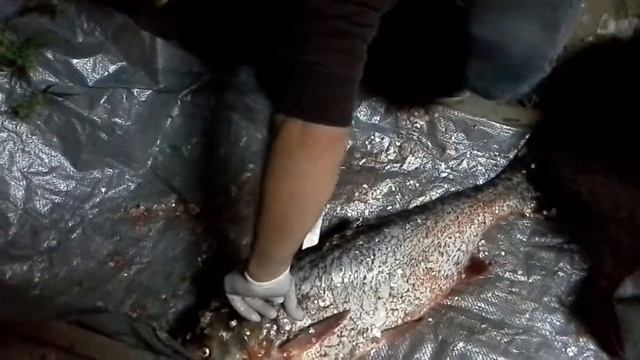 Разделка толстолобик смотреть онлайн