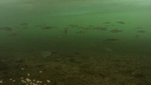 Рыбалка в глухозимье на  гвоздешарик. Чебак, плотва, сорога.