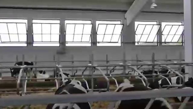 Строительство фермы для Крс и Мрс #строимферму #купитьферму #молочнаяферма #семейныйбизнес #mimimik