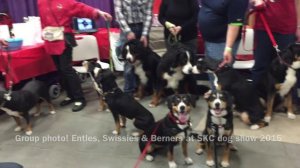 Three Swiss breeds - SKC dog show 2015