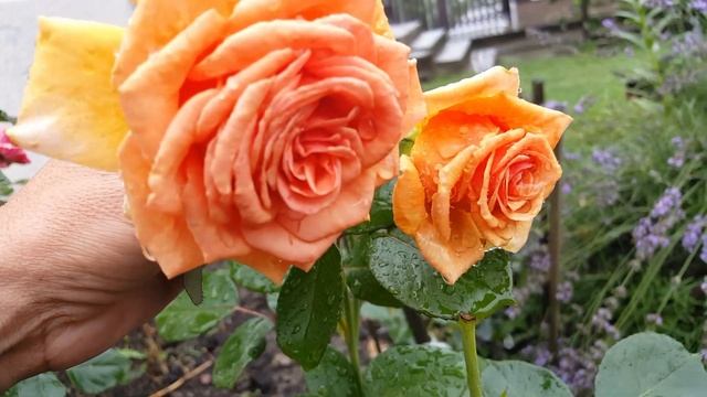 Роза Ашрам (Ashram) смотреть онлайн