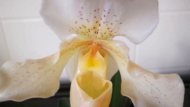 Paphiopedilum Rosy Dawn