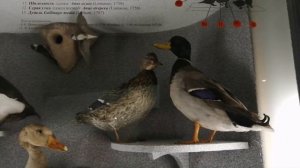 Природа Урала прогулка по музею. Дикая природа Урала