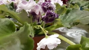 Фиалка сорта ЛЕ-ЛЕДЯНАЯ РОЗА