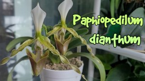 Paphiopedilum dianthum первое домашнее цветение.