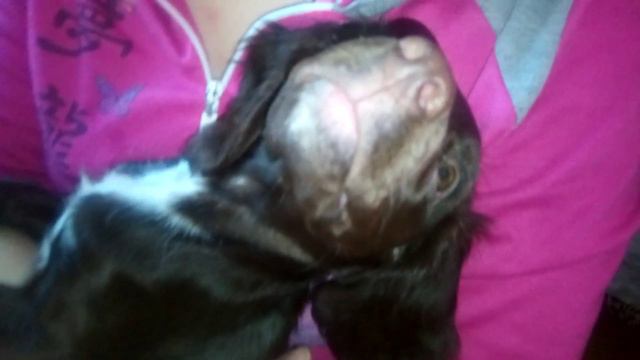 Русский спаниель 3 месяца смотреть онлайн