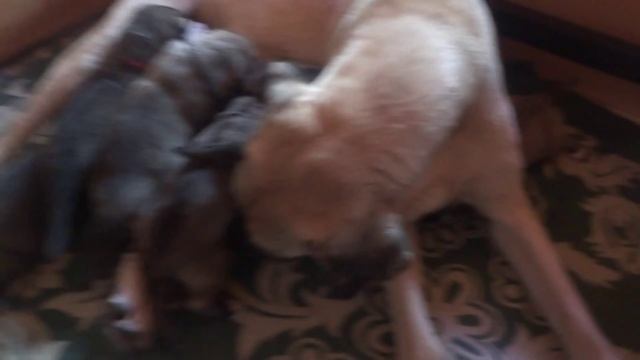 Выбирайте щенка Анатолийской овчарки (Карабаша)... смотреть онлайн