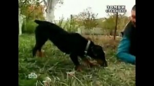Григория превратили в собаку зомби Фулл полная версия