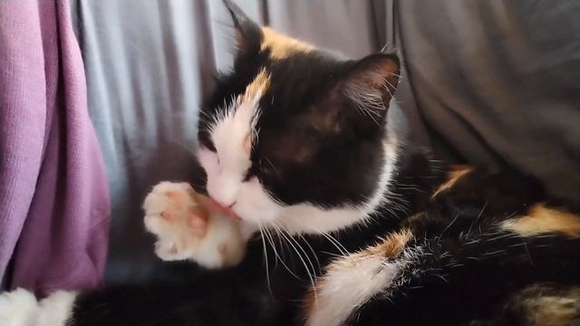 СНТ Приокский, Нижегородская область. Последний летний уикенд 2023. смотреть онлайн