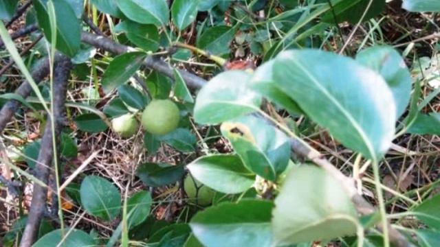 Дорогие мои земляки смотреть онлайн