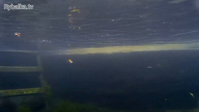 Воблер Daiwa TD Crank Scouter. Подводная съемка. Underwater смотреть онлайн