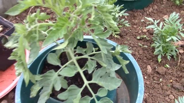How to grow Tigerella Tomatoes | Gardening Online смотреть онлайн