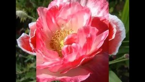 Papaver (Мак) декоративный