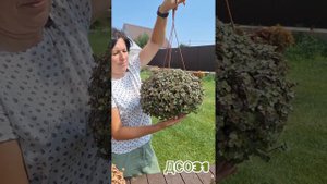 Каллизия, украшение для сада и дома.