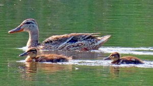 Семейство крякв на прогулке.