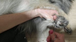 подстриганием оформляем лапы кеесхонду Вольф шпиц. Уход за кеесхондом.