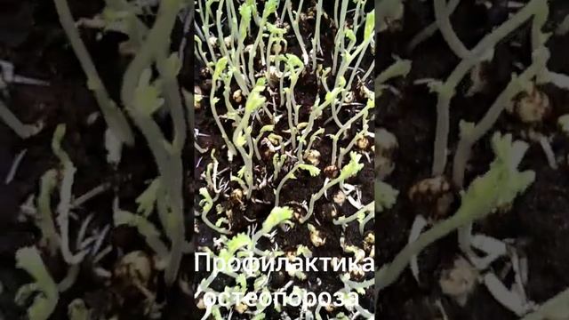 СМУЗИ ИЗ ЗЕЛЕНЫХ ПРОРОСТКОВ ТУРЕЦКОГО ГОРОХА,НУТА. смотреть онлайн