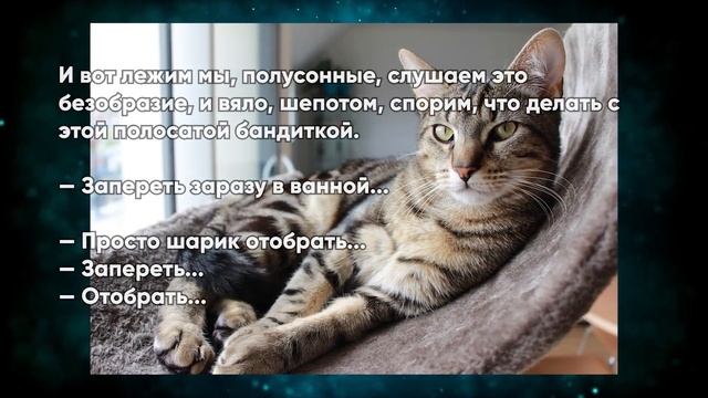 Эта кошка понимала человеческую речь и произошло ЭТО.. смотреть онлайн