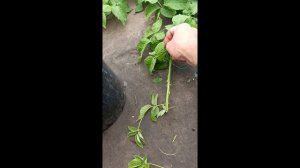 Укореняю ежевику головами