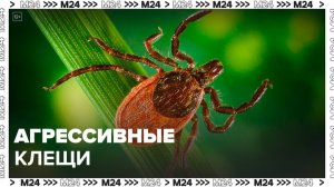 Москвичей предупредили об агрессивном виде клещей - Москва 24