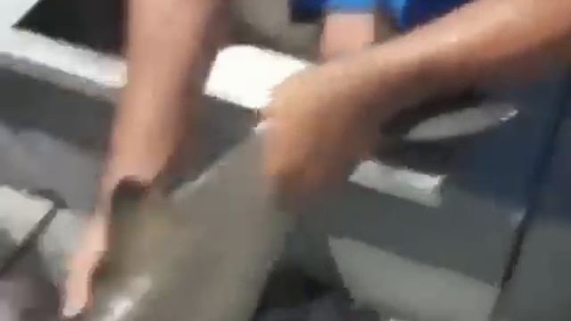 Рыбаки успели спасти дельфина из ловушки смотреть онлайн