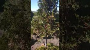 У туи обгорели кончики . Коричневые кончики на туях