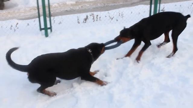 Ротвейлер Ася и доберман Фил смотреть онлайн