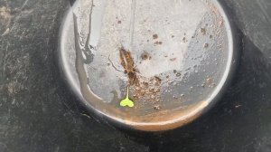 Как выглядит медведка