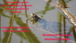 Жизнь пруда: ужи и водомерки скользят, лягушка-тугодум, стрекозы разные, рыбки. РО,начало июня 2024