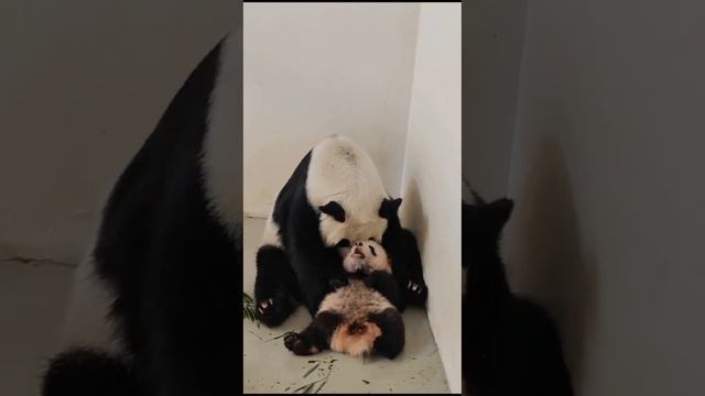 •🐼🤗Милота/Московский зоопарк