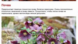 Морозник кавказский и другие морозники