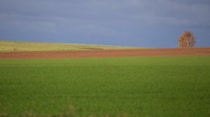 Осень. Обсыпается весь наш бедный сад,
Листья пожелтелые по ветру лет..