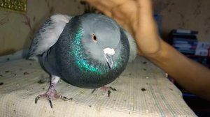 Голубь Баря бывает добрым