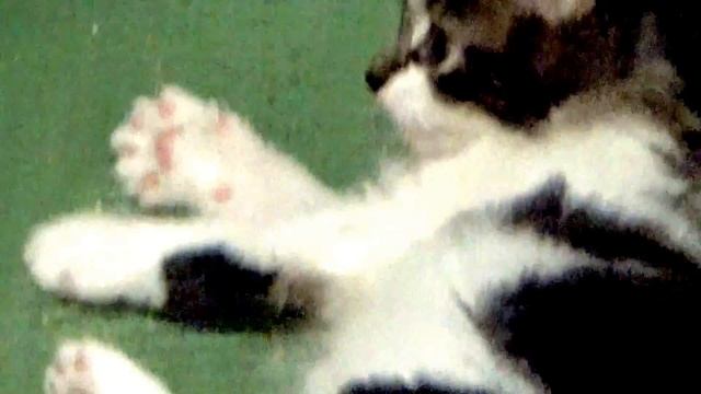 Видео о кошках. Котята резвятся смотреть онлайн